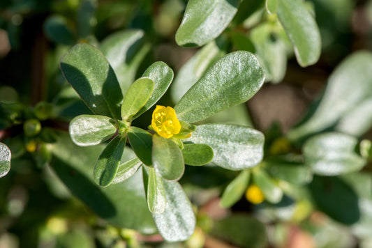 Extrato de Portulaca Oleracea (Beldroega)