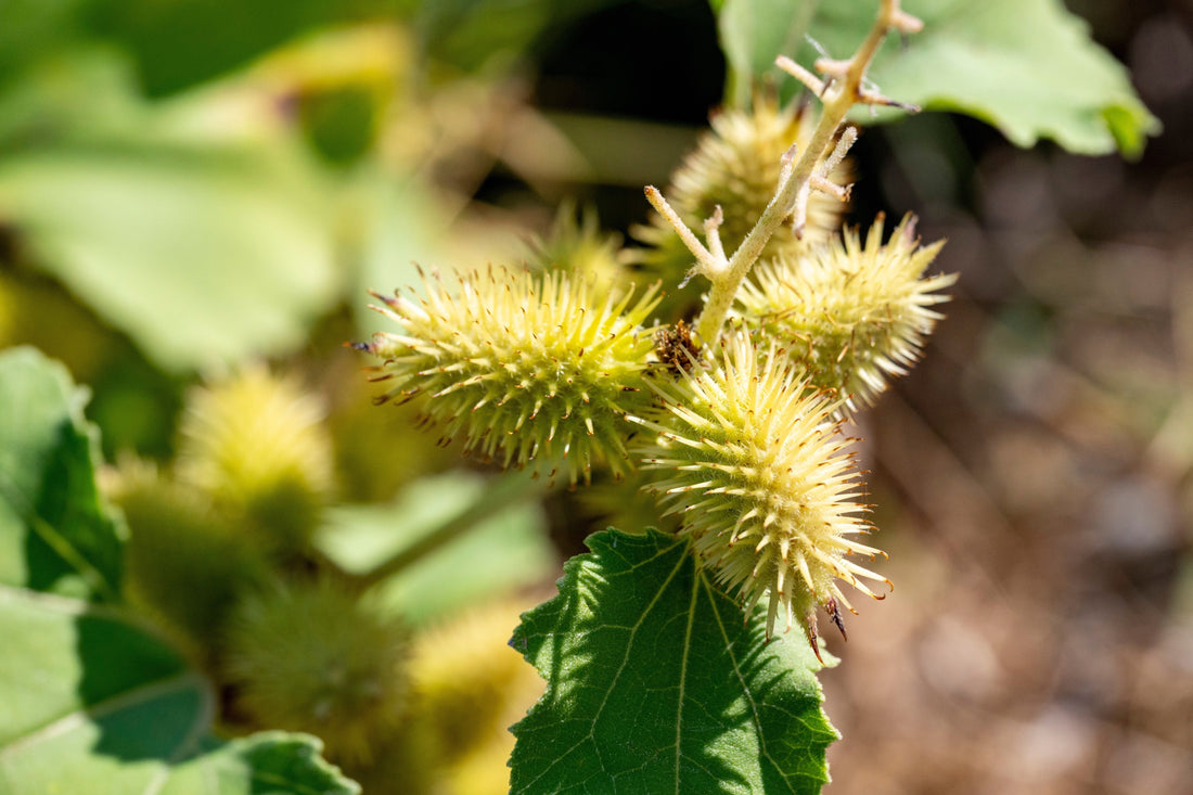 Xanthium Strumarium Fruit Extract